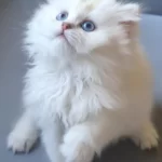 British Longhair Gökyüzünün En Güzel Tonu Bu Gözlerde