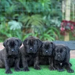 Ev Ve Bahçeniz İçin Cane Corso Kapıda Ödeme Mevcuttur