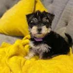 Sevgi Dolu Ve Uyumlu Yavru Köpekler