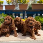 Orijinal Toy Poodle Yavrular Kocaeli