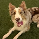 Ücretsiz Border Collie Yuva Arıyor
