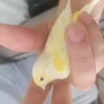Çok Güzel Renklere Sahip Mozaik Kanarya Takım