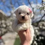 Maltese Terrier Bebekler
