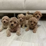 Show Kalite Miniboy Maltipoo