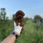 Sağlık Ve İrk Garantili Toy Poodle Yavrularımız