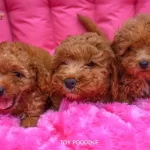 Toy Poodle Bebeklerimiz Ailelerini Bekliyor