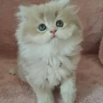 British Longhair Golden Cy12 Erkek