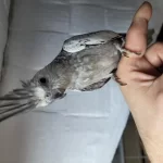 Evcil Dişi Sultan Papağani