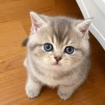 Sağlıklı British Blue Golden