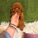 Toypoodle Yavrularımız