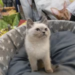 Bebek British Shorthair Bluepoint