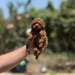 Miniboy Show Kalite Teacup Poodle