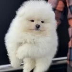 Petmode Köpek Çiftliğinden Tea Cup Pomeranian