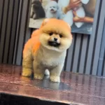 Sağlik Ve İrk Garantili Pomeranian