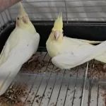 10 Aylık Sultan Papağanı