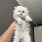 British Longhair Erkek