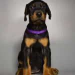 Ev Ve Bahçeniz İçin Doberman Kapıda Ödeme Mevcuttur