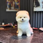 Yavru Pomeranian Boo Köpeklerimiz