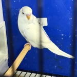 Yeni Yeme Düşmüş Mor Sp Albino Litüno Kuşlar