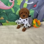 Toy Poodle Yavrularımız