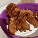 Toy Poodle Yavrular Maltipo Yavrular Maltese Yavrular Ankara