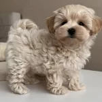 Teacup Maltipoo Yavrular