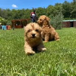Teddy Surat Kore Kan Maltipoo Yavrularımız