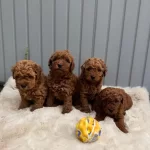 Sevimli Toy Poodle Yavrular