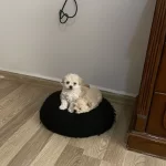 Elden Teslim Yavrum Kore Maltipoo