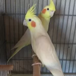 3 Tk Sultan Yavru Alınmış Sultan Kuşlar