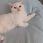 British Shorthair Kedisi