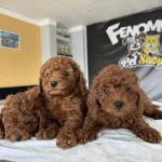 Shoooowwww Kalite Toy Poodle Yavrular Ankara Mağazamızda