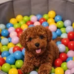 İrk Ve Saglik Garantili Poodle