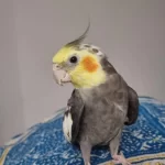 Hazır Takım Sultan Papağanı