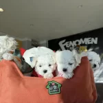 Kar Beyaz Maltese Yavrular Toy Poodle Yavrular Ankara