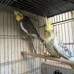 Grey Pied Sultan Papağanı Takım
