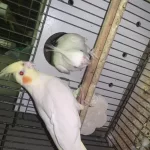 Uyguna Hazır Takım Sultan Papağanı