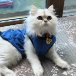 Dişi Kedimiz British Longhair