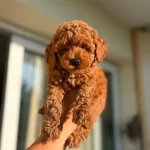 Safkan Dünya Tatlısı Red Toy Poodle Yavrular