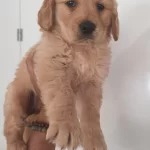 İrk Ve Sağlik Garantili Golden Retriever Yavru