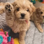 Maltipoo Bebekler Kore
