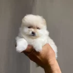 Pomeranian Boo Köpeğimiz