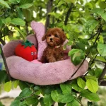 Toypoodle Yavrularımız
