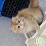 Golden Ny12 Erkek British Longhair Yavrum Teslime Hazır