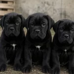 A Kalite Cane Corso Yavrularımız