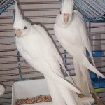 Bir Çift Orijinal Albino Kırmızı Göz Sultan Papağanı