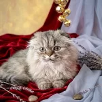 Scottish Fold Golden Dişi