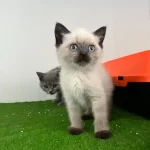 İrk Ve Sağlik Garantili British Shorthair Kedisi