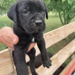 Siyah Panter Cane Corso Bebişler