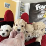 Kaliteeeeee Arayanlara Maltipoo Yavrular Ankara Mağazamzda